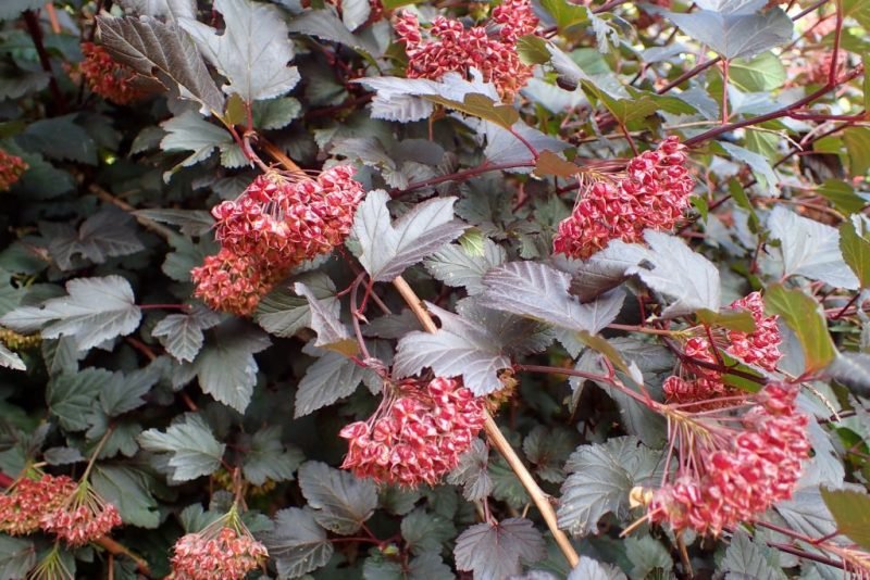 Ninebark 'Diabolo' (Physocarpus opulifolius 'Diabolo')