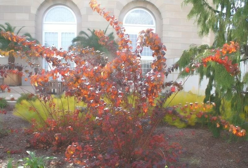 How to plant Ninebark 'Diabolo' (Physocarpus opulifolius 'Diabolo')_1
