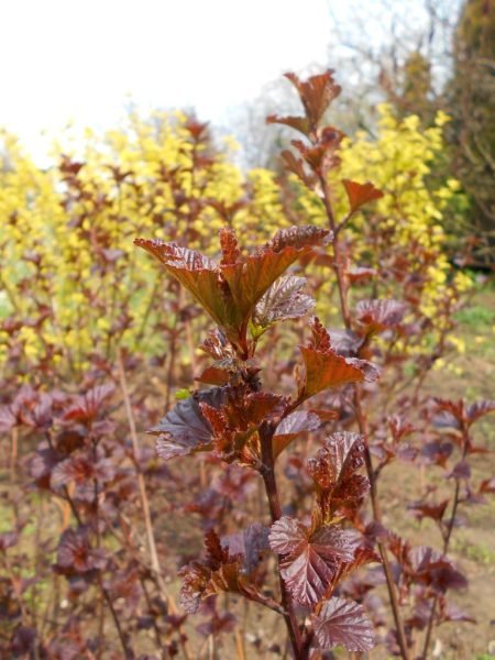 Where to plant Ninebark 'Diabolo' (Physocarpus opulifolius 'Diabolo')_2