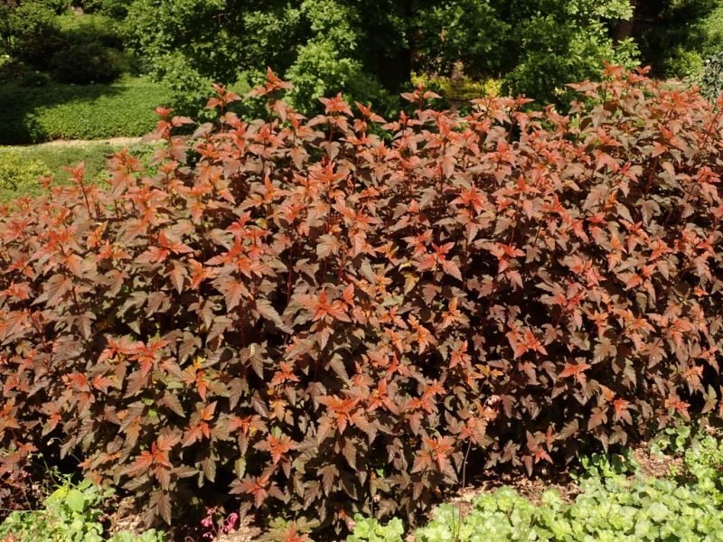 How to plant Ninebark [Lady in Red] (Physocarpus opulifolius 'Lady in Red')_1