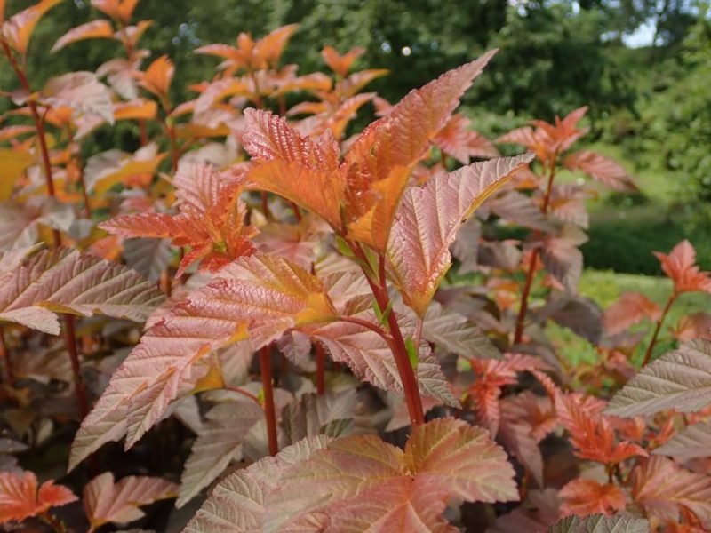 Where to plant Ninebark [Lady in Red] (Physocarpus opulifolius 'Lady in Red')_2