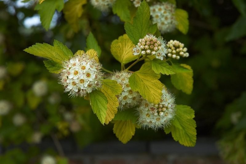 Ninebark 'Luteus' (Physocarpus opulifolius 'Luteus')