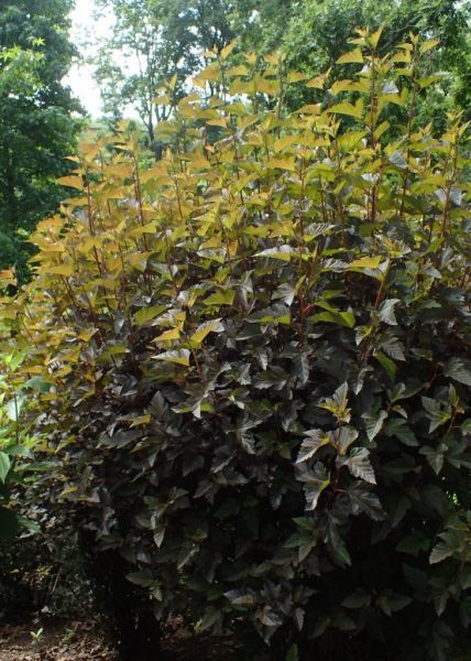 Ninebark [Summer Wine] (Physocarpus opulifolius 'Summer Wine')