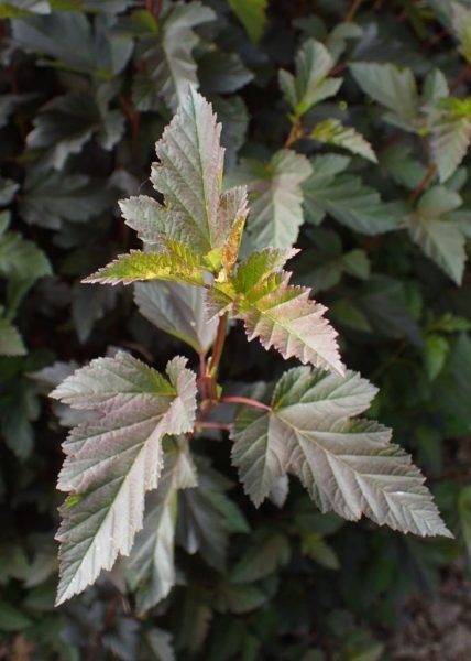 How to plant Ninebark [Summer Wine] (Physocarpus opulifolius 'Summer Wine')_1