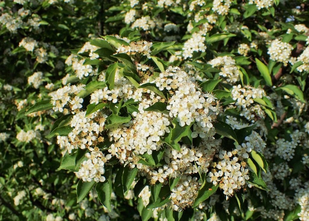 Oriental photinia (Photinia villosa)