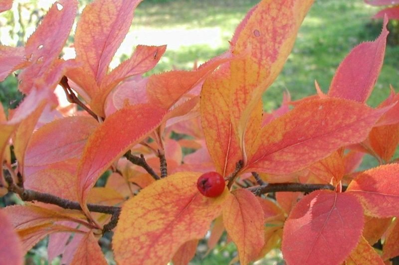 Where to plant Oriental photinia (Photinia villosa)_2