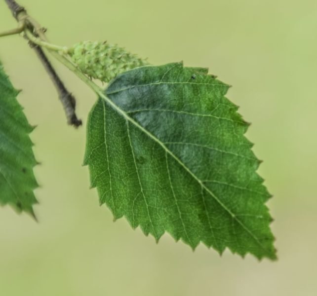 Radde's birch (Betula raddeana)
