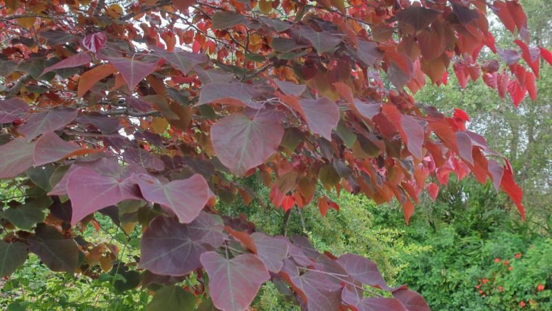 Redbud 'Forest Pansy' (Cercis canadensis 'Forest Pansy')