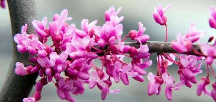 Redbud [Lavender Twist] (Cercis canadensis 'Lavender Twist')