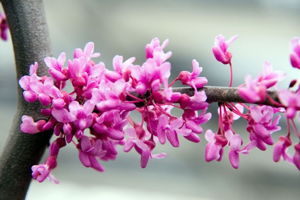 Redbud [Lavender Twist] (Cercis canadensis 'Lavender Twist')