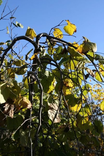 How to plant Redbud [Lavender Twist] (Cercis canadensis 'Lavender Twist')_1