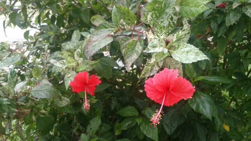 Rose mallow 'Cooperi' (Hibiscus rosa-sinensis 'Cooperi')