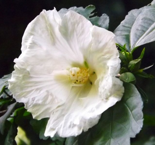 Rose of Sharon 'Diana' (Hibiscus syriacus 'Diana')
