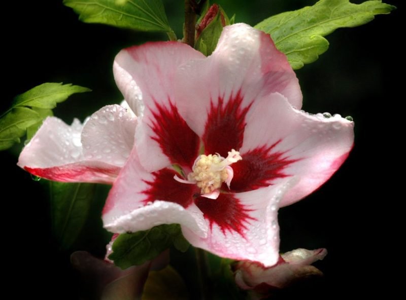 Rose of Sharon 'Hamabo' (Hibiscus syriacus 'Hamabo')
