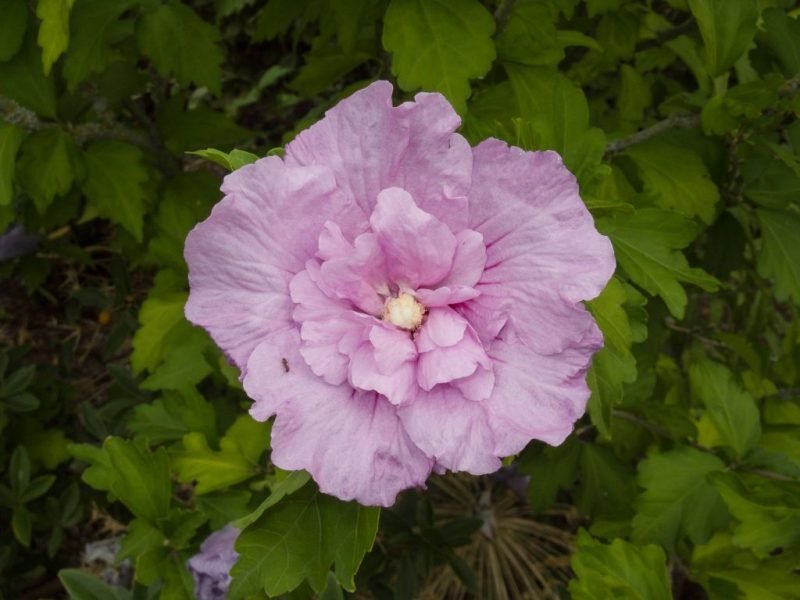 Rose of Sharon [Lavender Chiffon] (Hibiscus syriacus 'Lavender Chiffon')