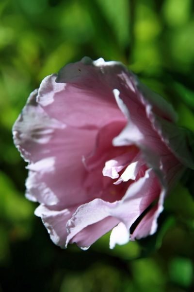How to plant Rose of Sharon [Lavender Chiffon] (Hibiscus syriacus 'Lavender Chiffon')_1
