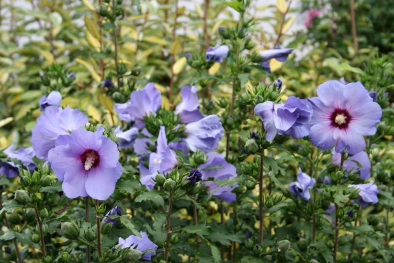 Rose of Sharon 'Oiseau Bleu' (Hibiscus syriacus 'Oiseau Bleu')