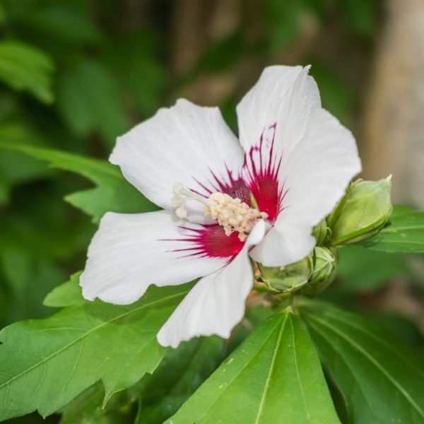 Rose of Sharon 'Red Heart' (Hibiscus syriacus 'Red Heart')