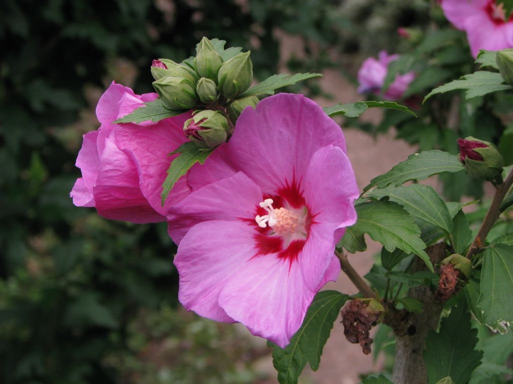 Rose of Sharon 'Woodbridge' (Hibiscus syriacus 'Woodbridge') growing