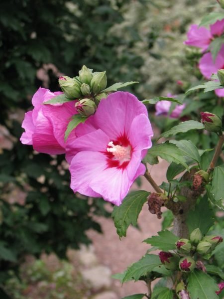 How to plant Rose of Sharon 'Woodbridge' (Hibiscus syriacus 'Woodbridge')_1