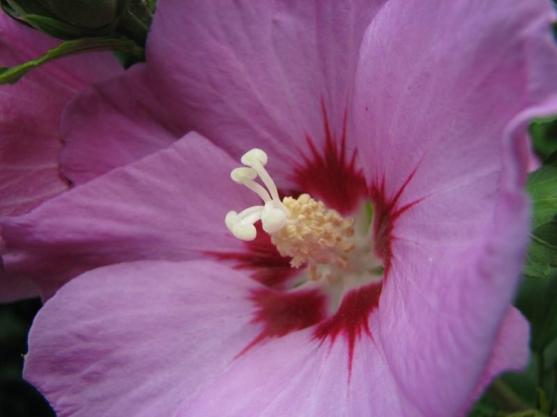 Where to plant Rose of Sharon 'Woodbridge' (Hibiscus syriacus 'Woodbridge')_2