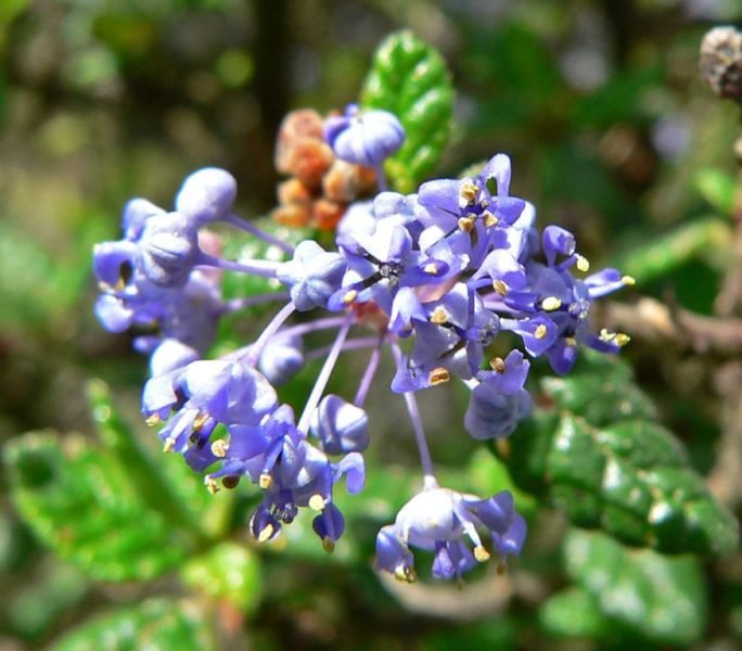 Santa Barbara ceanothus (Ceanothus impressus)