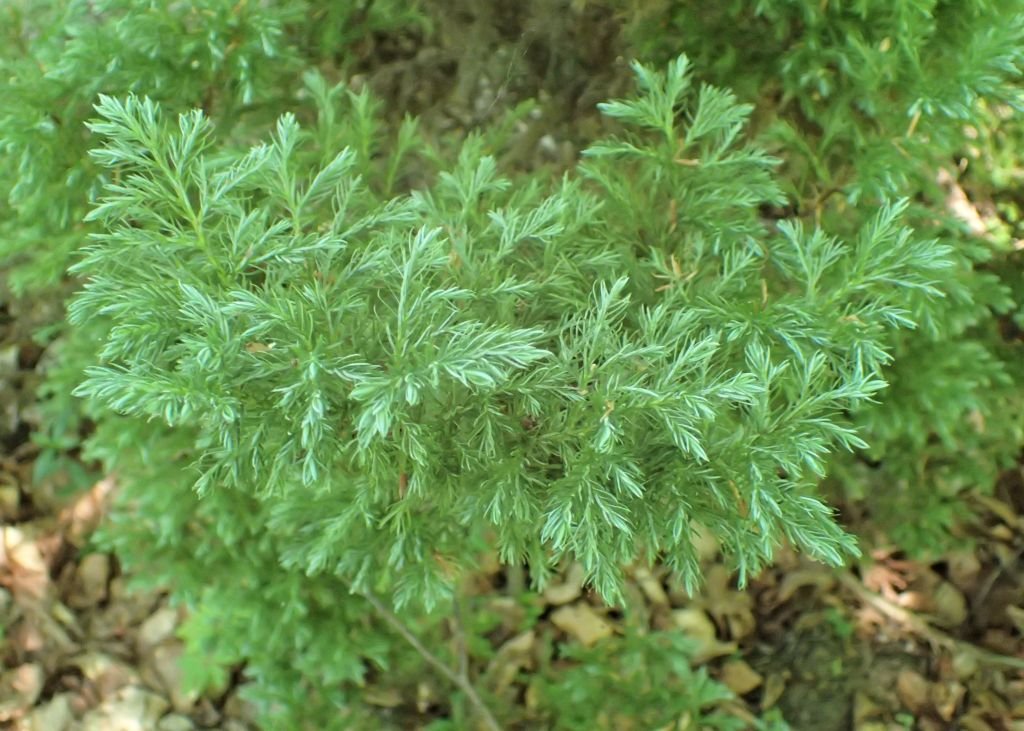 Sawara cypress 'Boulevard' (Chamaecyparis pisifera 'Boulevard')