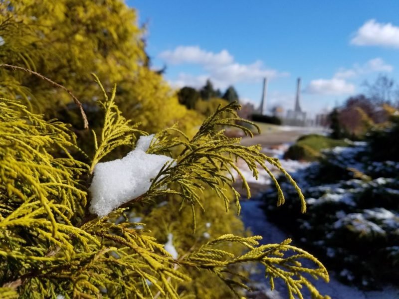 Sawara cypress 'Filifera Aurea' (Chamaecyparis pisifera 'Filifera Aurea')