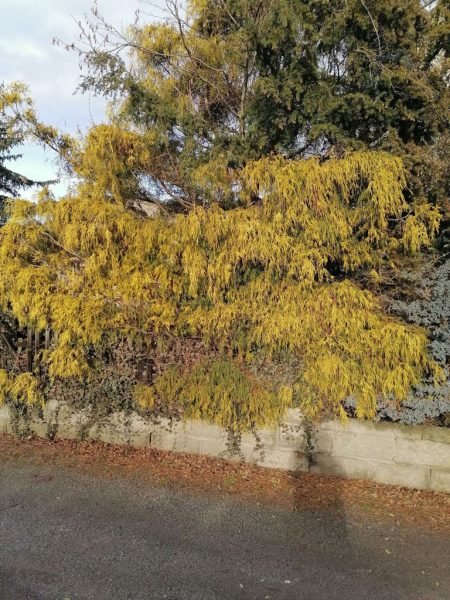 How to plant Sawara cypress 'Filifera Aurea' (Chamaecyparis pisifera 'Filifera Aurea')_1