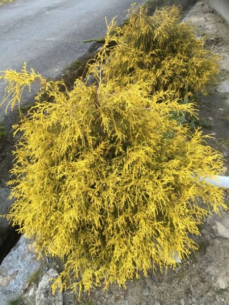 Where to plant Sawara cypress 'Filifera Aurea' (Chamaecyparis pisifera 'Filifera Aurea')_2