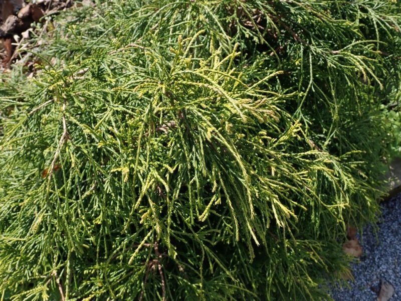 Sawara cypress 'Golden Mop' (Chamaecyparis pisifera 'Golden Mop')
