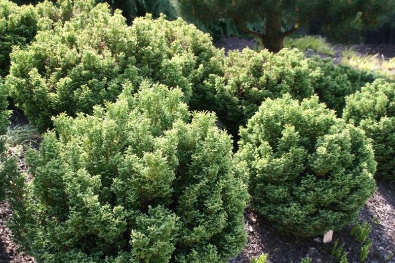 Sawara cypress 'Plumosa Compressa' (Chamaecyparis pisifera 'Plumosa Compressa')