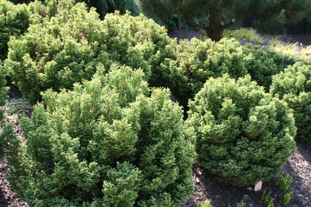 Sawara cypress 'Plumosa Compressa' (Chamaecyparis pisifera 'Plumosa Compressa')