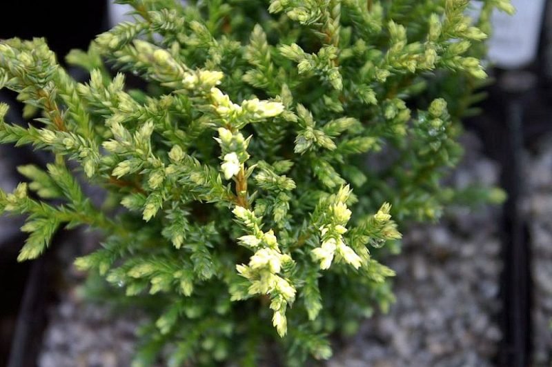 How to plant Sawara cypress 'Plumosa Compressa' (Chamaecyparis pisifera 'Plumosa Compressa')_1