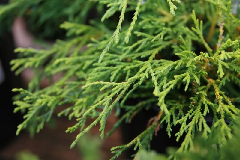 Sawara cypress 'Sungold' (Chamaecyparis pisifera 'Sungold')