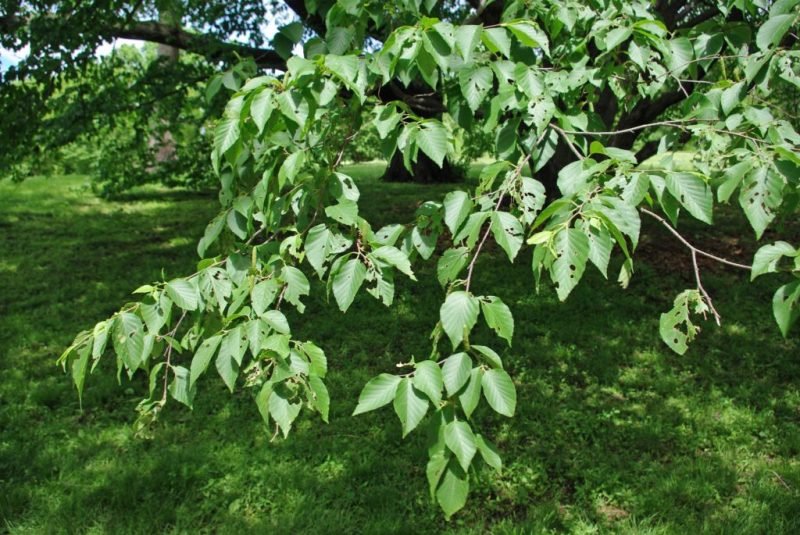 Schmidt's birch (Betula schmidtii)