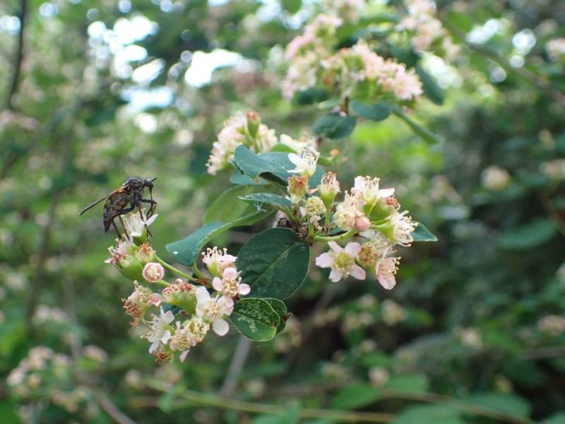 Sikang cotoneaster (Cotoneaster sikangensis)