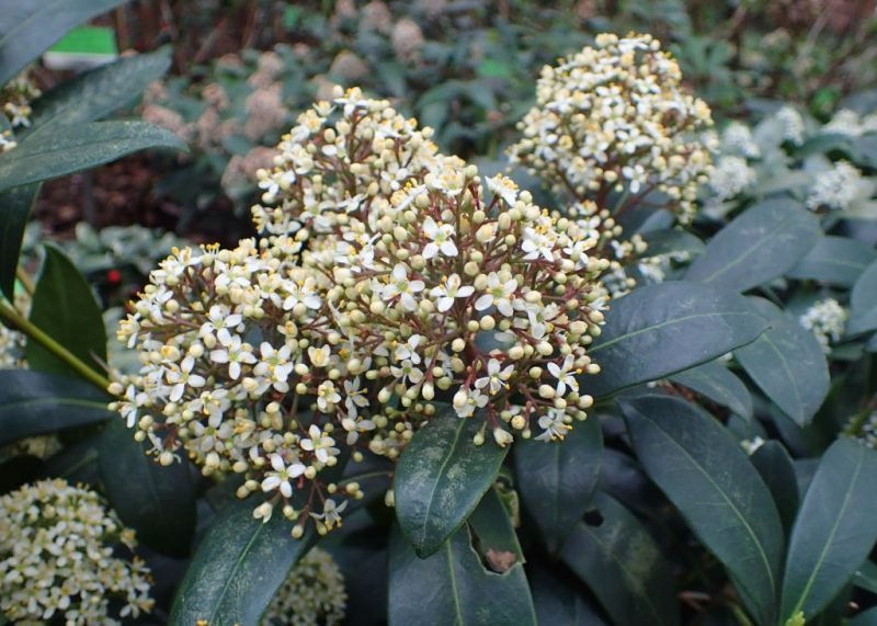 Skimmia 'Fragrans' (Skimmia japonica 'Fragrans')