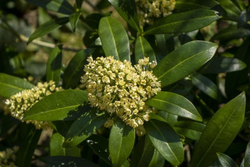 Skimmia 'Kew Green' (Skimmia × confusa 'Kew Green')