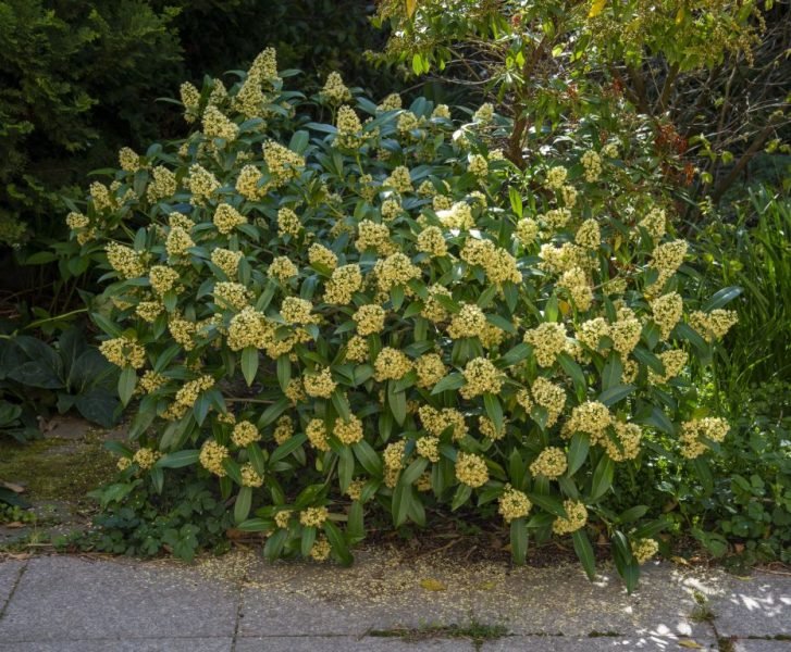 How to plant Skimmia 'Kew Green' (Skimmia × confusa 'Kew Green')_1
