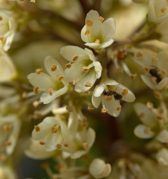 Where to plant Skimmia 'Kew Green' (Skimmia × confusa 'Kew Green')_2