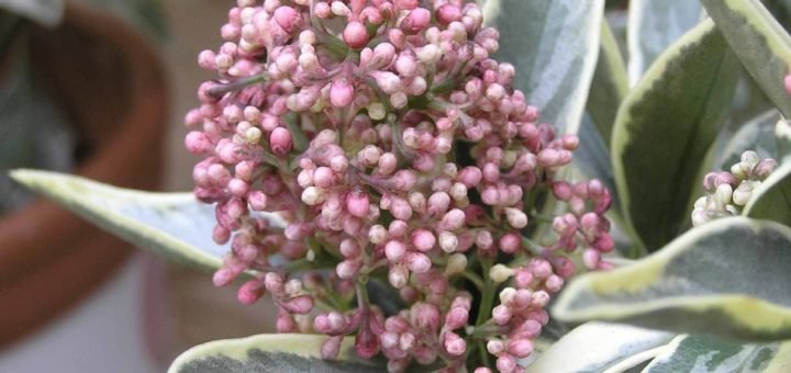 Skimmia japonica 'Magic Marlot' (Skimmia japonica 'Magic Marlot')
