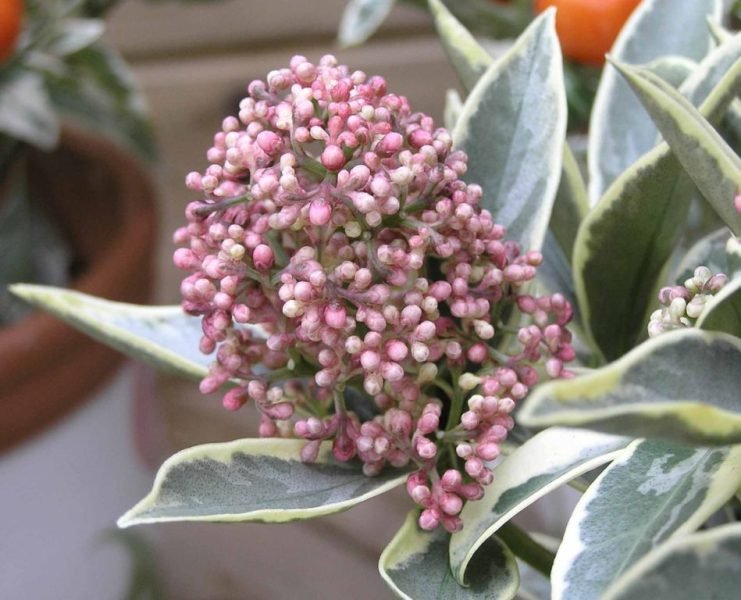 Skimmia japonica 'Magic Marlot' (Skimmia japonica 'Magic Marlot')