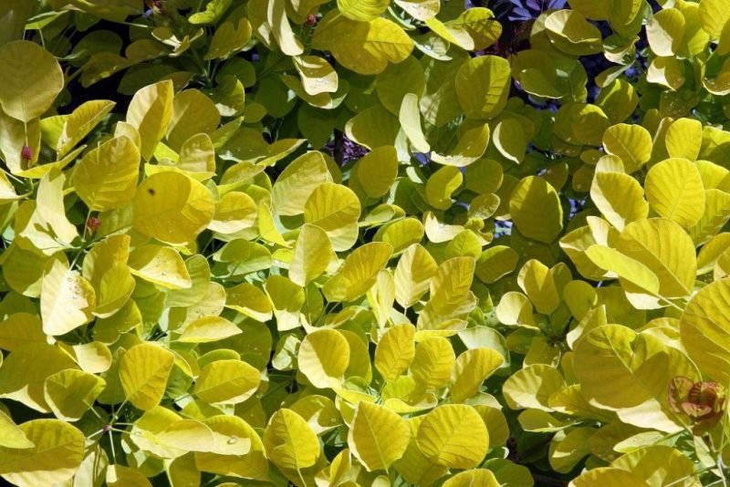 Smoke tree [Golden Spirit] (Cotinus coggygria 'Golden Spirit')