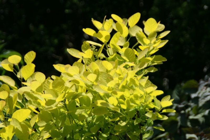 How to plant Smoke tree [Golden Spirit] (Cotinus coggygria 'Golden Spirit')_1