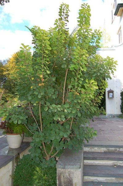 Where to plant Smoke tree [Golden Spirit] (Cotinus coggygria 'Golden Spirit')_2