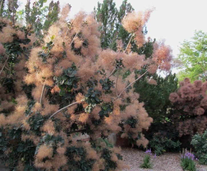 Smoke tree 'Royal Purple' (Cotinus coggygria 'Royal Purple')