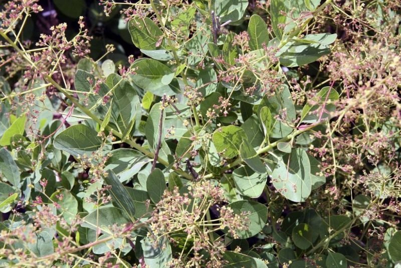 Smoke tree 'Young Lady' (Cotinus coggygria 'Young Lady')