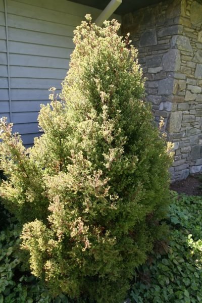 How to plant Southern white cedar 'Ericoides' (Chamaecyparis thyoides 'Ericoides')_1