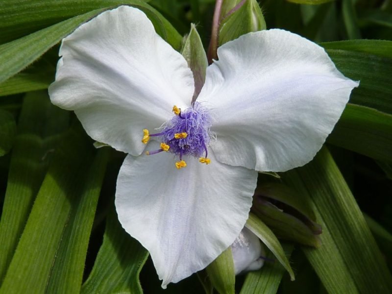 Spider lily 'Osprey' (Tradescantia 'Osprey')